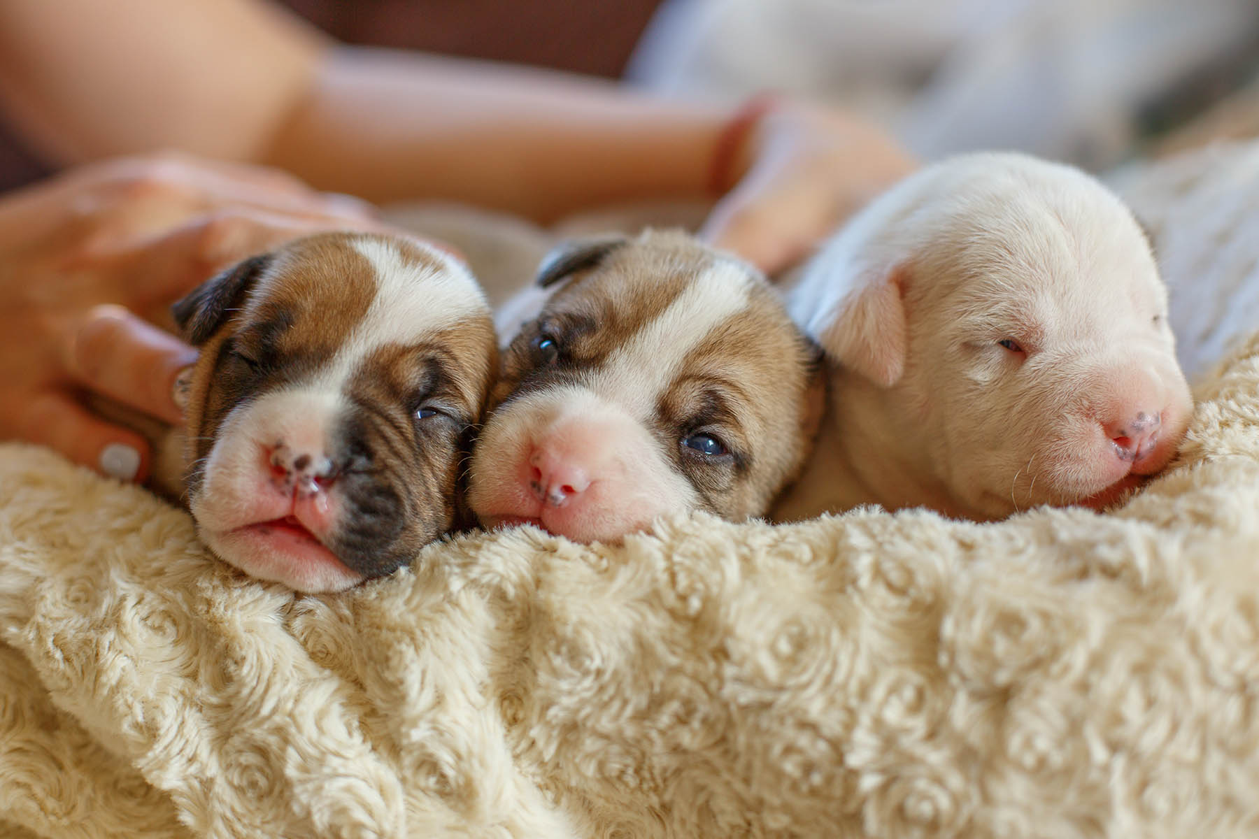 Safe Socialization Practices for Unvaccinated Puppies